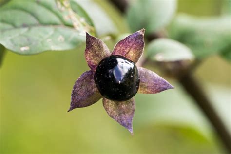 Deepening Your Connection to Spirit with Purple Nightshade Witchcraft